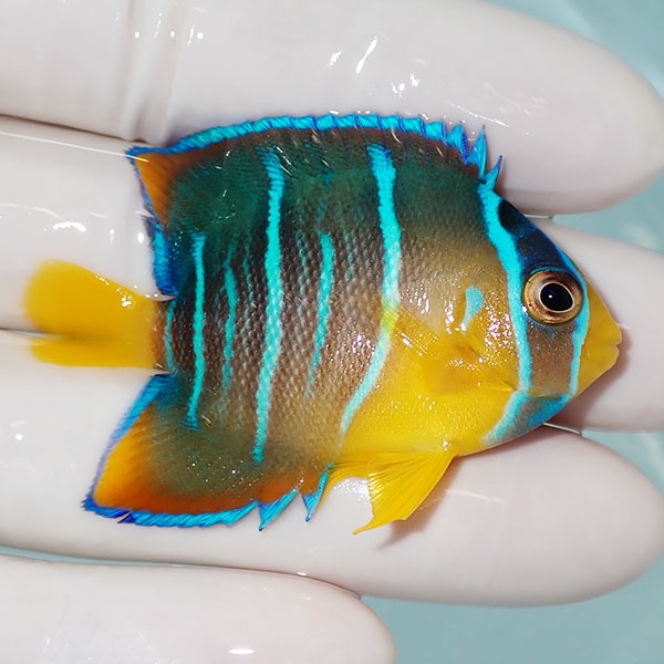 【現物5】ブルーエンゼル 5.5cm± カリブ産!海水魚 ヤッコ 15時までのご注文で当日発送(t111