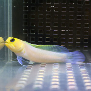 Yellow-headed tropical fish with blue dorsal and tail fins swimming in a glass aquarium tank