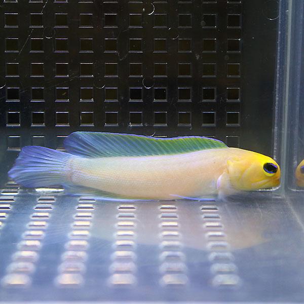 イエローヘッドジョーフィッシュ 5-7cm± ! 海水魚 ハゼ 15時までのご注文で当日発送(t121