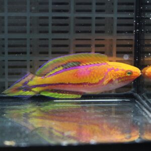 Bright neon-colored tropical fish with pink, yellow, and purple hues swimming in an aquarium tank (side view).