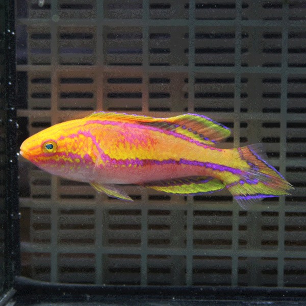 ピンテールフェアリーラス ♂6-8cm±!海水魚 ベラ 15時までのご注文で当日発送(t122