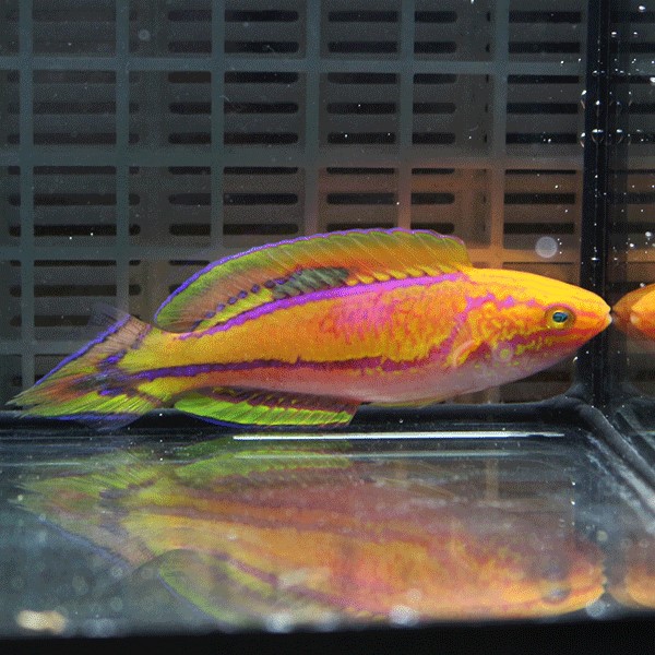 ピンテールフェアリーラス ♂6-8cm±!海水魚 ベラ 15時までのご注文で当日発送(t122