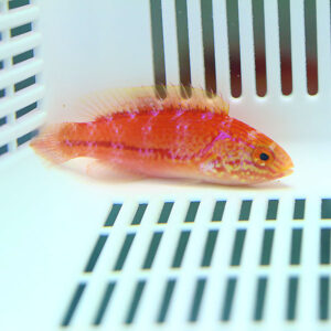 Bright orange-red fish with yellow markings resting on a white slotted surface inside an aquarium.