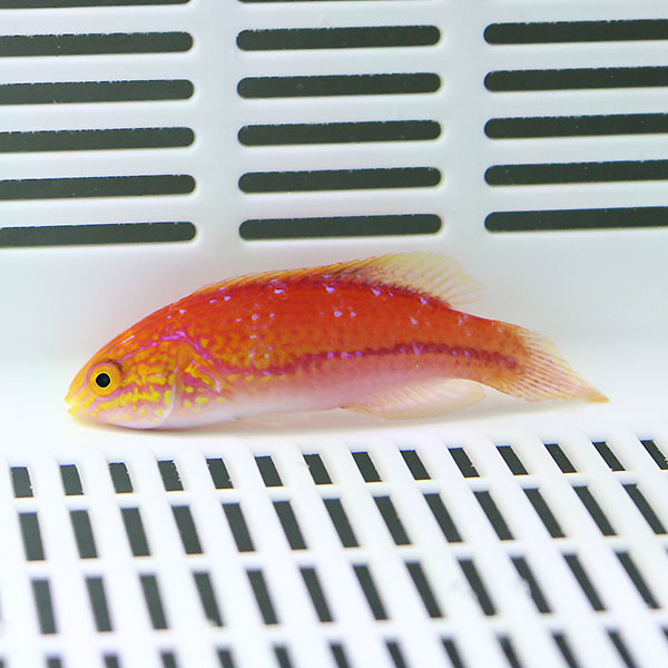 ピンテールフェアリーラス メス寄り 5-7cm± ! 海水魚 ベラ 15時までのご注文で当日発送(t122