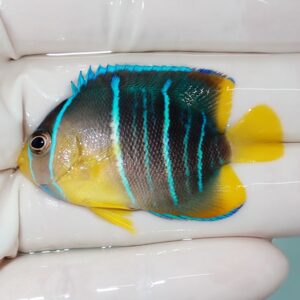 Small tropical fish with dark body and bright blue vertical stripes, yellow belly and tail, held in gloved hands.