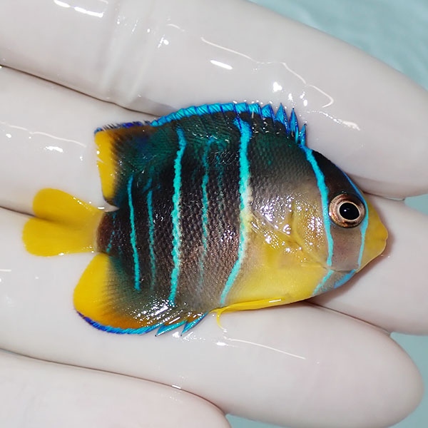 【現物6】ブルーエンゼル 5cm± カリブ産!海水魚 ヤッコ 15時までのご注文で当日発送(t111