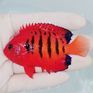 Small red tropical fish with black vertical stripes being held between gloved fingers.