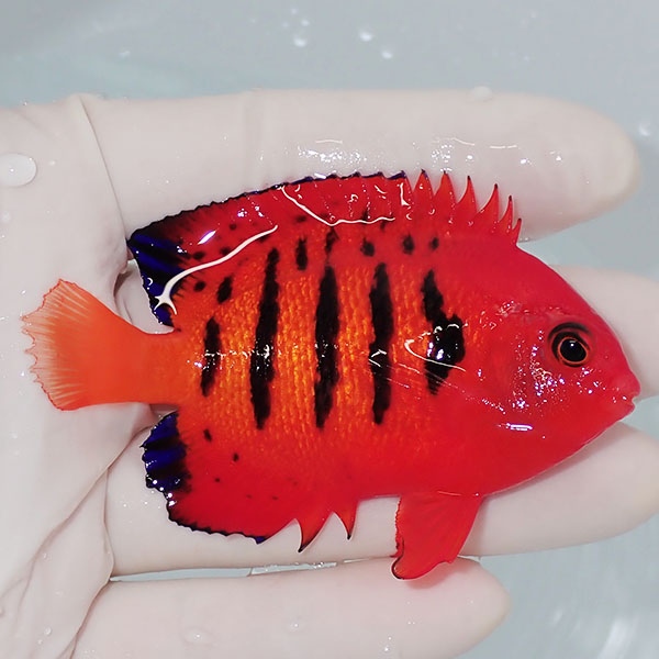 【現物10】スレかけあり 粒エサOK フレームエンゼル 8cm!海水魚 ヤッコ 15時までのご注文で当日発送(t111(t207