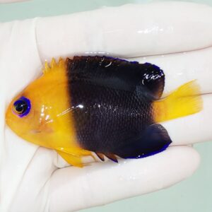 Small tropical fish with orange head and tail, black midsection, held by a gloved hand in water.