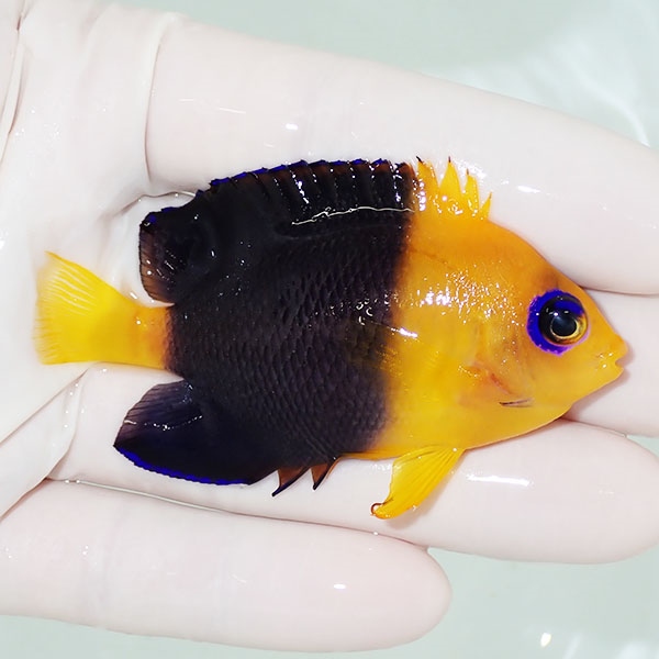 【現物】粒エサOK ココスピグミーエンゼル 7.5cm± !海水魚 ヤッコ 15時までのご注文で当日発送(t111