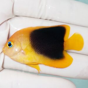 Small yellow-orange tropical fish with a large black patch along its side, held in a gloved hand.