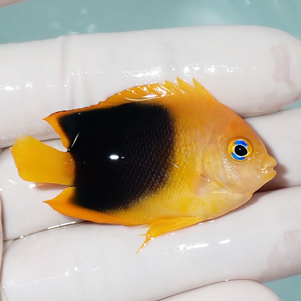 【現物3】ロックビューティー 5.5cm±!海水魚 ヤッコ 15時までのご注文で当日発送(t111