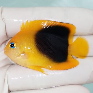 Small tropical fish with a bright yellow body and a large black midbody patch, blue eye, held in a gloved hand.