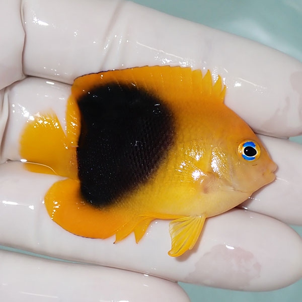 【現物4】ロックビューティー 5.5cm±!海水魚 ヤッコ 15時までのご注文で当日発送(t111