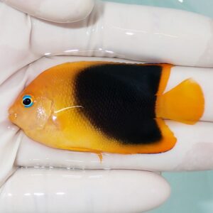 Orange and black tropical fish held in gloved hands; blue eye and bright orange tail visible in a side view.