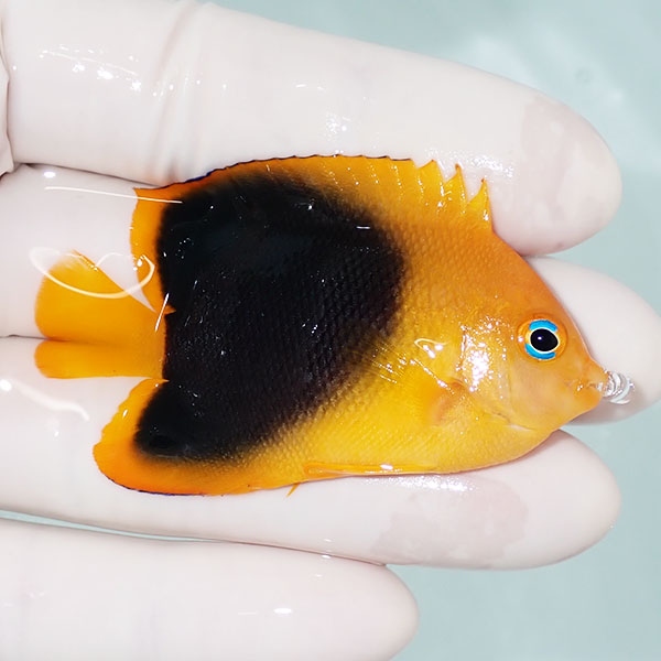 【現物5】ロックビューティー 6.2cm±!海水魚 ヤッコ 15時までのご注文で当日発送(t111