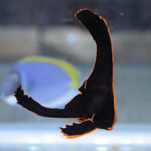 Silhouette of a bird in mid-flight with an orange edge glow against a blurred background of a window scene.