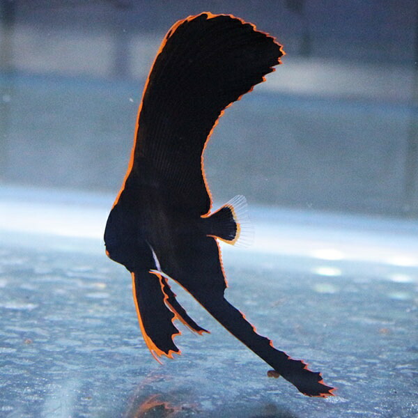 【サンプル】アカククリ 7-9cm± !海水魚 在庫により模様が多少異なります 15時までのご注文で当日発送【ツバメウオ】