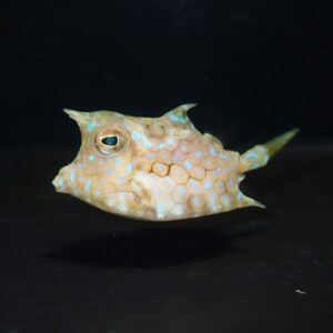 Pufferfish with a pale brown body and blue hexagonal spots, swimming against a dark background.