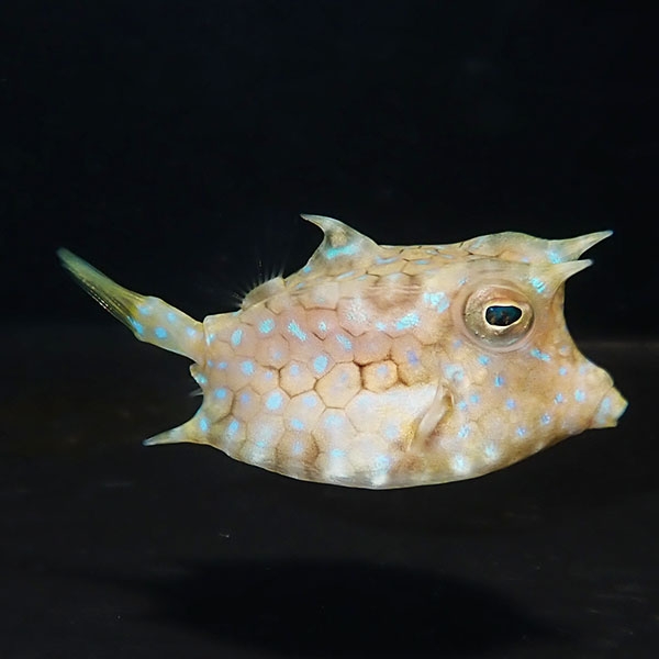 シマウミスズメ 6-8cm±!海水魚 ハコフグ 15時までのご注文で当日発送(t111