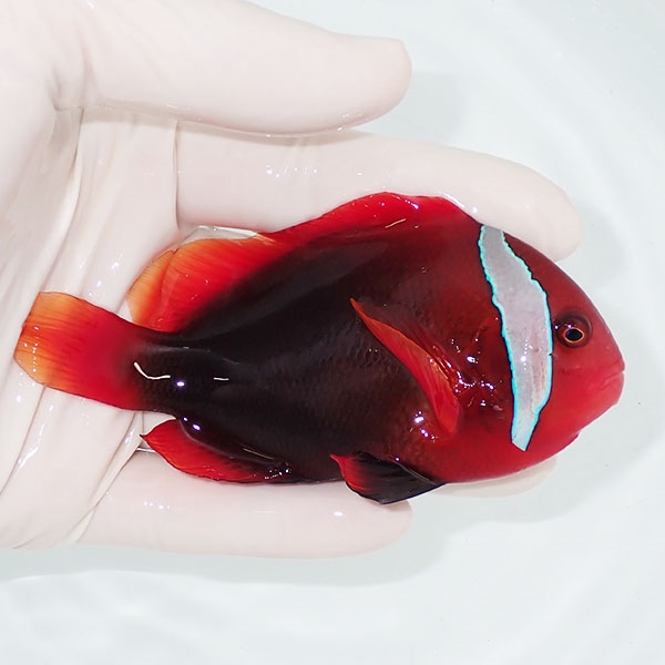 【現物】ハマクマノミ big 10.5cm±!海水魚 クマノミ 15時までのご注文で当日発送(t111