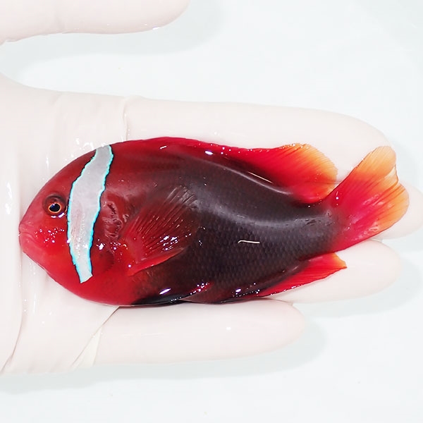 【現物】ハマクマノミ big 10.5cm±!海水魚 クマノミ 15時までのご注文で当日発送(t111