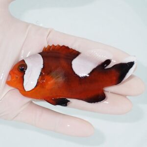 Orange clownfish with white bands held in a gloved hand over a pale water background.