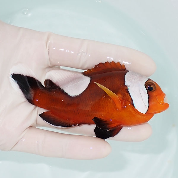 【現物2】トウアカクマノミ big 10.5cm±!海水魚 クマノミ ブリード 15時までのご注文で当日発送(t111