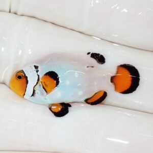 Small clown triggerfish with an orange face and black stripes on a pale white body resting on a glossy white surface.
