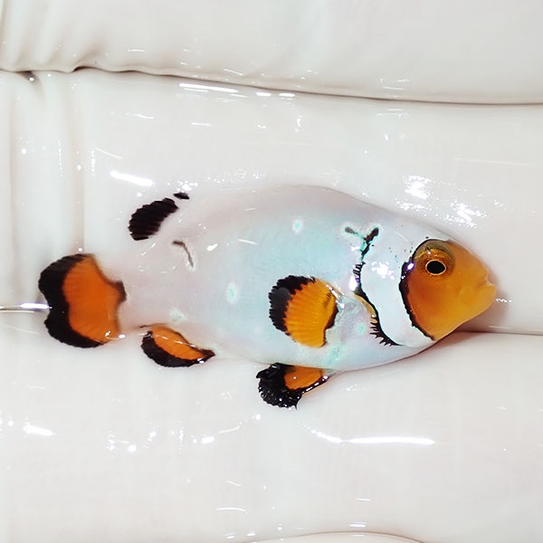 【現物3】プラチナクラウン 3cm±!海水魚 クマノミ ブリード 15時までのご注文で当日発送(t111
