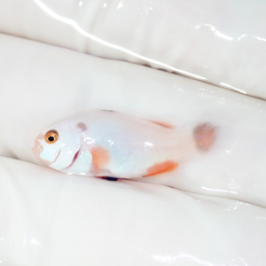 Small white fish with orange fins resting on gloved fingers.
