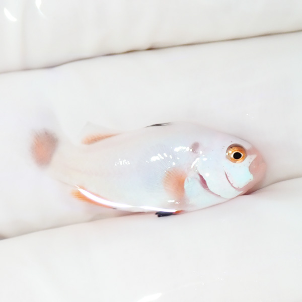 【現物2】プラチナオセラリス 2.5cm±!海水魚 クマノミ ブリード 15時までのご注文で当日発送(t111