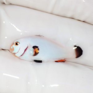 Small pale blue fish with orange and black tail resting on a white gloved hand