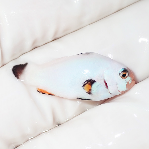 【現物1】プラチナオセラリス 3cm±!海水魚 クマノミ ブリード 15時までのご注文で当日発送(t111