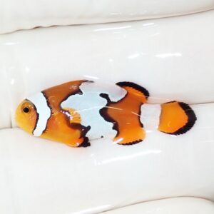 Orange clownfish with white and black bands on a white surface, center-focused.
