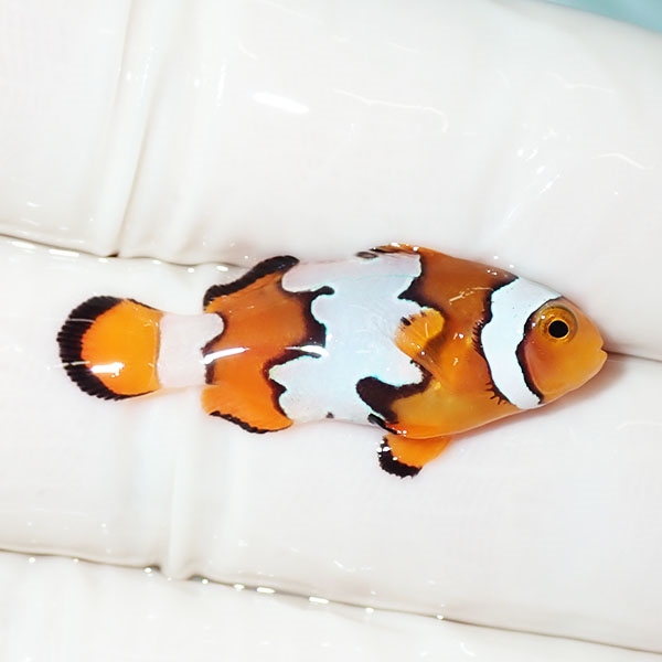 【現物2】ブラックアイスオセラリス 3cm±! 海水魚 クマノミ 餌付け 15時までのご注文で当日発送(t115(t207