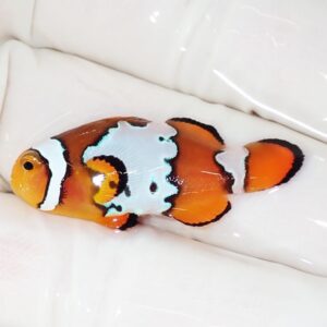 Orange clownfish with turquoise-blue patches and black outline on a white background.