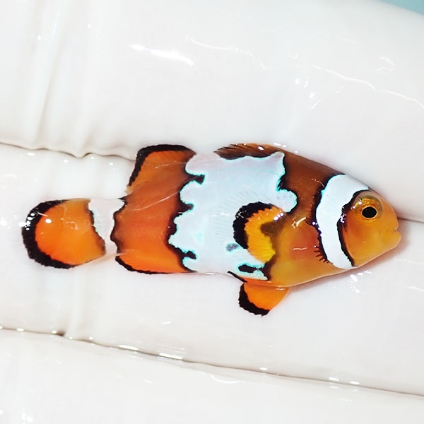 【現物3】ブラックアイスオセラリス 3.3cm±! 海水魚 クマノミ 餌付け 15時までのご注文で当日発送(t115(t207
