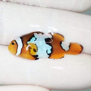 Small plastic clownfish with blue patch repair tapes on its body, resting on a white surface.