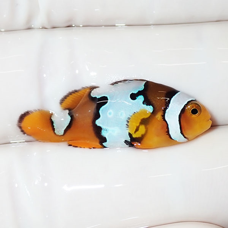 【現物5】ブラックアイスオセラリス 3.3cm±! 海水魚 クマノミ 餌付け 15時までのご注文で当日発送(t115(t207