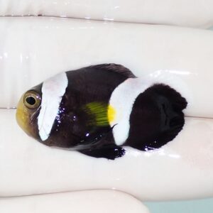 Tropical fish with black body and three white bands lying on a white surface, showing a yellow eye and pale fins.