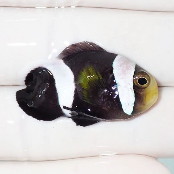 【現物】ホワイトチップアネモネ ハートテール 3.5cm±!海水魚 クマノミ ブリード 15時までのご注文で当日発送(t111