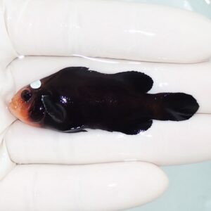 Small black fish with an orange head resting on a gloved hand.