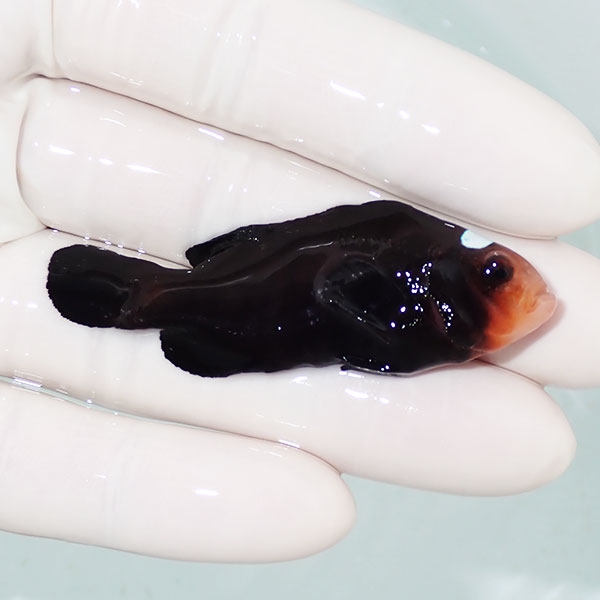 【現物1】ドミノクラウン 6cm±!海水魚 クマノミ ブリード 15時までのご注文で当日発送(t111