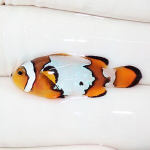 Orange clownfish with white and black markings resting on a white tub surface in shallow water.