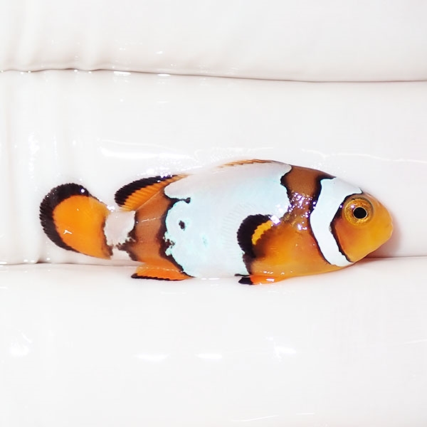 【現物1】スノーフレークオセラリス 3cm±!海水魚 クマノミ ブリード 15時までのご注文で当日発送(t111