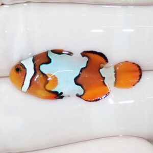 Bright orange tropical fish with turquoise blue and white patches resting on a white surface after being photographed.