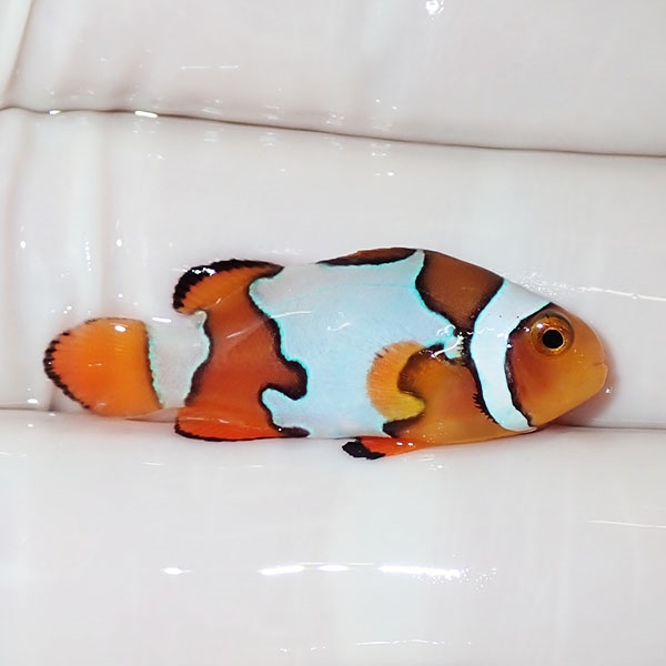 【現物2】スノーフレークオセラリス 3cm±!海水魚 クマノミ ブリード 15時までのご注文で当日発送(t111
