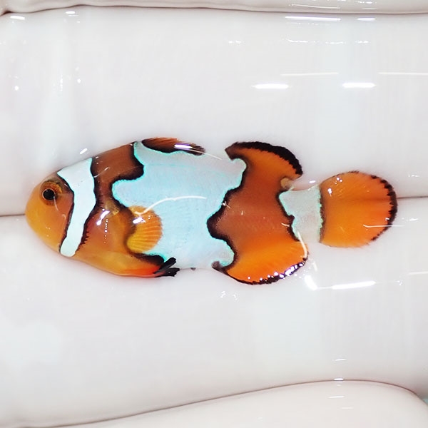 【現物2】スノーフレークオセラリス 3cm±!海水魚 クマノミ ブリード 15時までのご注文で当日発送(t111