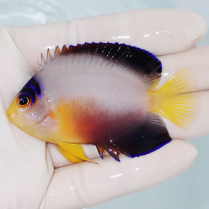 Small tropical fish with bright yellow tail and orange front, held in a gloved hand for inspection, blue-edged dorsal fin.